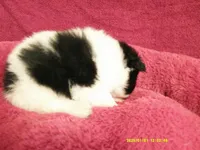 Dylan, a male Pomeranian for sale in Anderson, SC – 2 of 5
