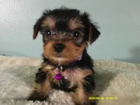 Willow-Purple, a female Yorkshire Terrier for sale in Anderson, SC – 4 of 8