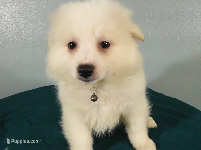 PS-Blue – American Eskimo puppy for sale in Anderson, SC
