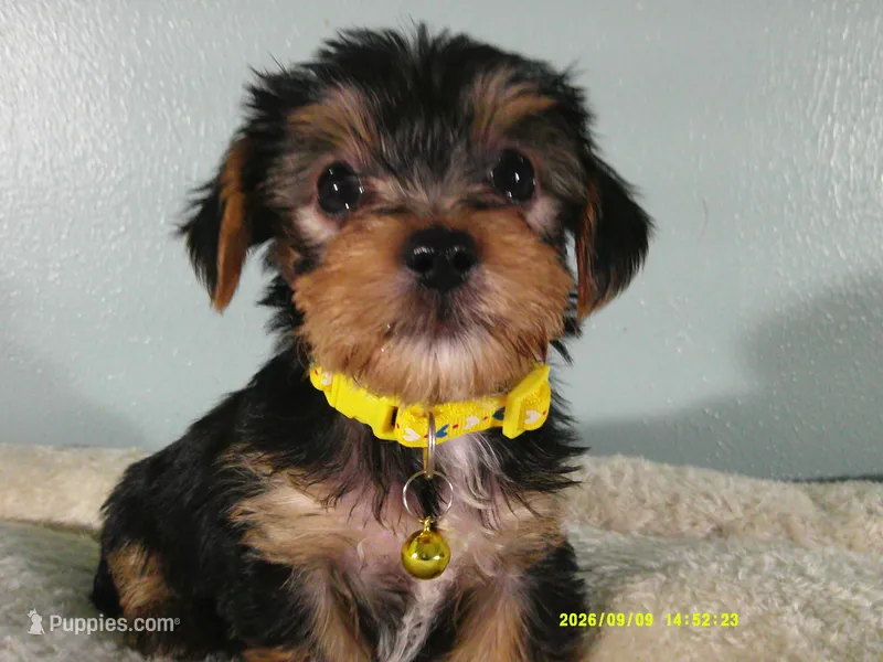 Sunshine-Yellow – Yorkshire Terrier puppy for sale in Anderson, SC