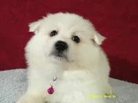 S-Purple, a female American Eskimo for sale in Anderson, SC – 3 of 4