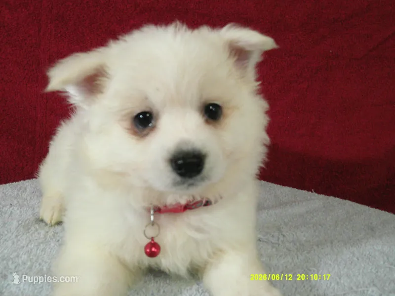 S-Red – American Eskimo puppy for sale in Anderson, SC