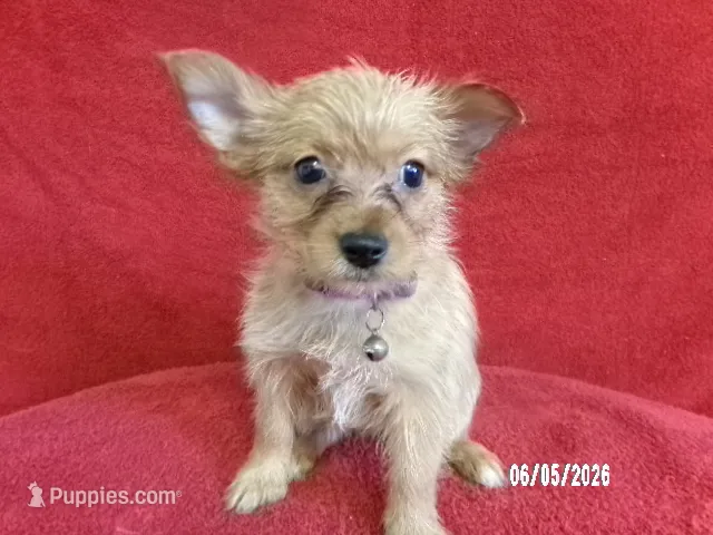 Charlotte Camo PURPLE – Pomeranian, Yorkshire Terrier puppy for sale in Anderson, SC