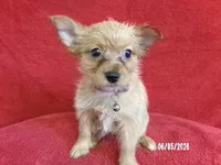 Charlotte PURPLE, a female Pomeranian and Yorkshire Terrier for sale in Anderson, SC – 5 of 10
