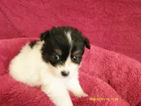 Jasper, a male Pomeranian for sale in Anderson, SC – 2 of 5
