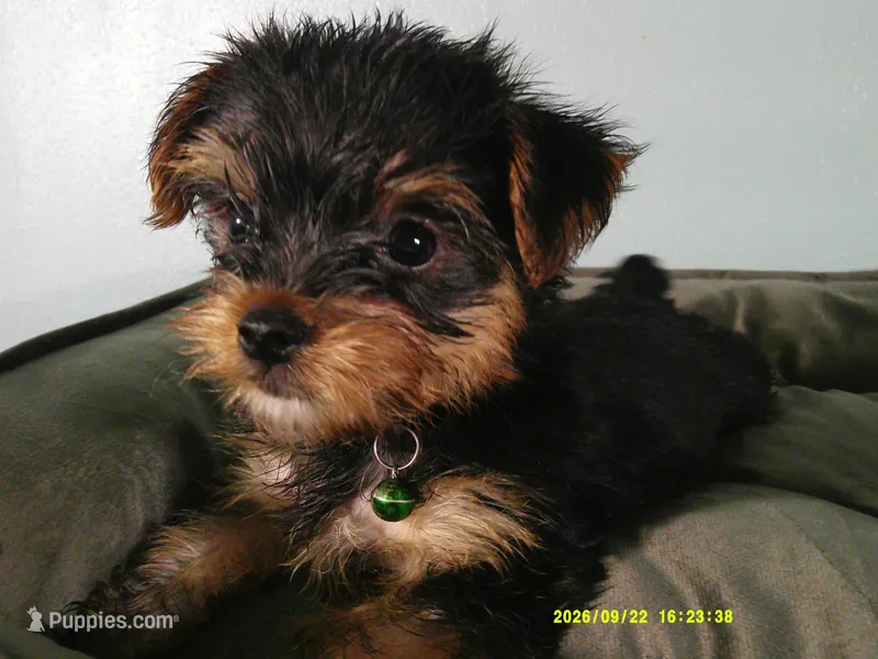 Levi-Green – Yorkshire Terrier puppy for sale in Anderson, SC