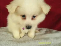 Purple - L, a female American Eskimo for sale in Anderson, SC – 4 of 5
