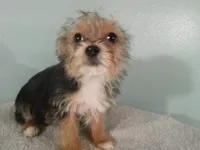Liam BLACK, a male Pomeranian and Yorkshire Terrier for sale in Anderson, SC – 6 of 10