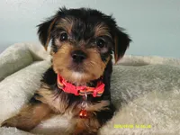 Maverick-Orange, a male Yorkshire Terrier for sale in Anderson, SC – 2 of 8