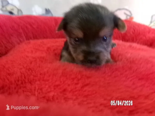 Amelia, a female Pomeranian and Yorkshire Terrier for sale in Anderson, SC – Photo 1 of 4