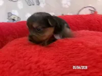 Amelia, a female Pomeranian and Yorkshire Terrier for sale in Anderson, SC – Photo 2 of 4