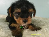 Levi-Green, a male Yorkshire Terrier for sale in Anderson, SC – 2 of 8