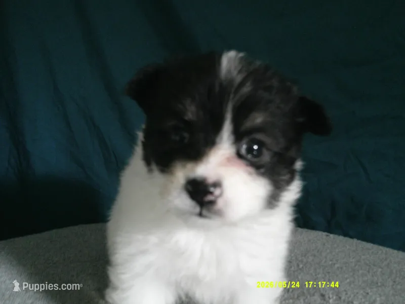 Jasper – Pomeranian puppy for sale in Anderson, SC