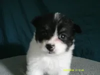 Jasper, a male Pomeranian for sale in Anderson, SC – 8 of 10