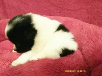Dylan, a male Pomeranian for sale in Anderson, SC – 3 of 5