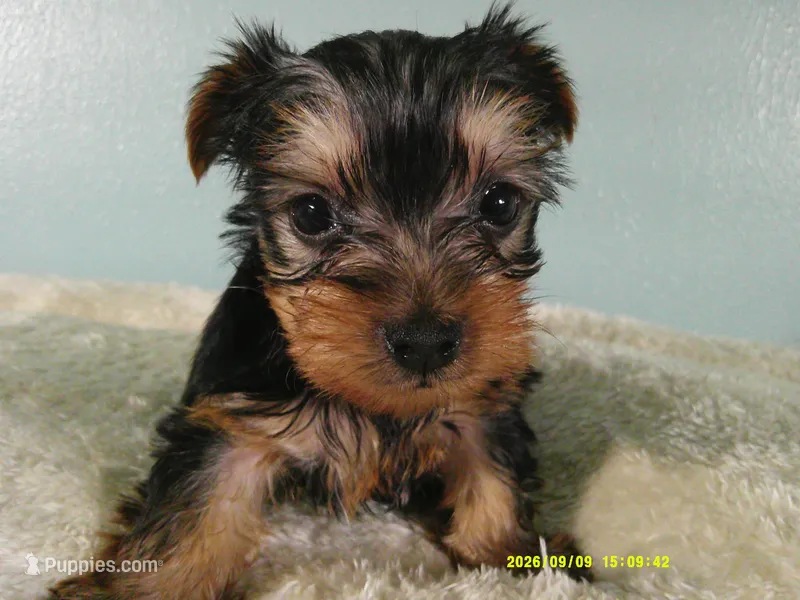 Willie – Yorkshire Terrier puppy for sale in Anderson, SC
