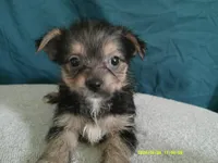 Mia, a female Pomeranian and Yorkshire Terrier for sale in Anderson, SC – 2 of 10