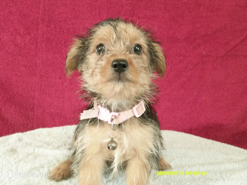 Olivia PINK – Pomeranian, Yorkshire Terrier puppy for sale in Anderson, SC
