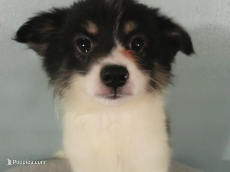 Jasper – Pomeranian puppy for sale in Anderson, SC