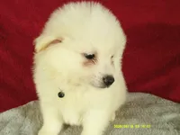 Black-L, a male American Eskimo for sale in Anderson, SC – 5 of 5