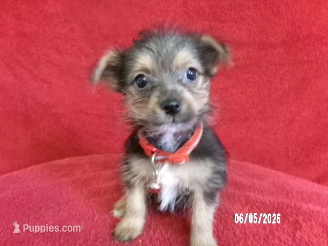 Amelia RED – Pomeranian, Yorkshire Terrier puppy for sale in Anderson, SC