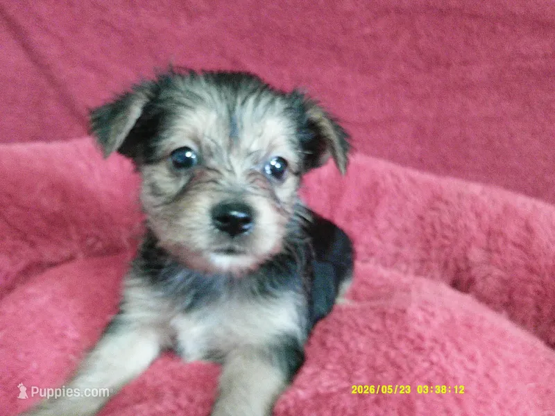 Amelia – Pomeranian, Yorkshire Terrier puppy for sale in Anderson, SC