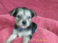Amelia, a female Pomeranian and Yorkshire Terrier for sale in Anderson, SC – 5 of 10
