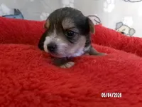 Liam, a male Pomeranian and Yorkshire Terrier for sale in Anderson, SC – Photo 2 of 4