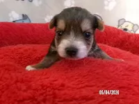 Liam, a male Pomeranian and Yorkshire Terrier for sale in Anderson, SC – Photo 1 of 4