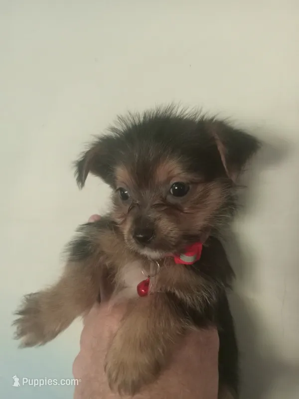 Amelia RED – Pomeranian, Yorkshire Terrier puppy for sale in Anderson, SC