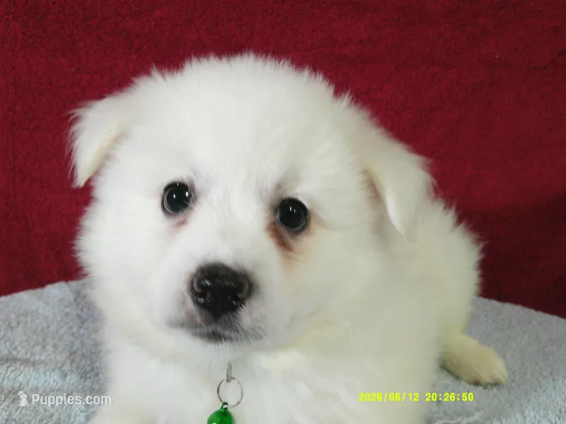 D-Green – American Eskimo puppy for sale in Anderson, SC