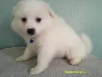 PS-Blue, a male American Eskimo for sale in Anderson, SC – 2 of 5