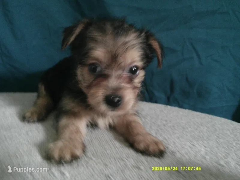 Amelia – Pomeranian, Yorkshire Terrier puppy for sale in Anderson, SC