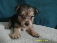 Amelia, a female Pomeranian and Yorkshire Terrier for sale in Anderson, SC – 1 of 10