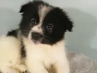 Dylan, a male Pomeranian for sale in Anderson, SC – 4 of 10