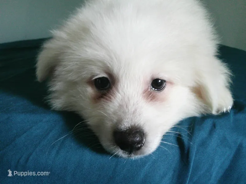Purple - L – American Eskimo puppy for sale in Anderson, SC