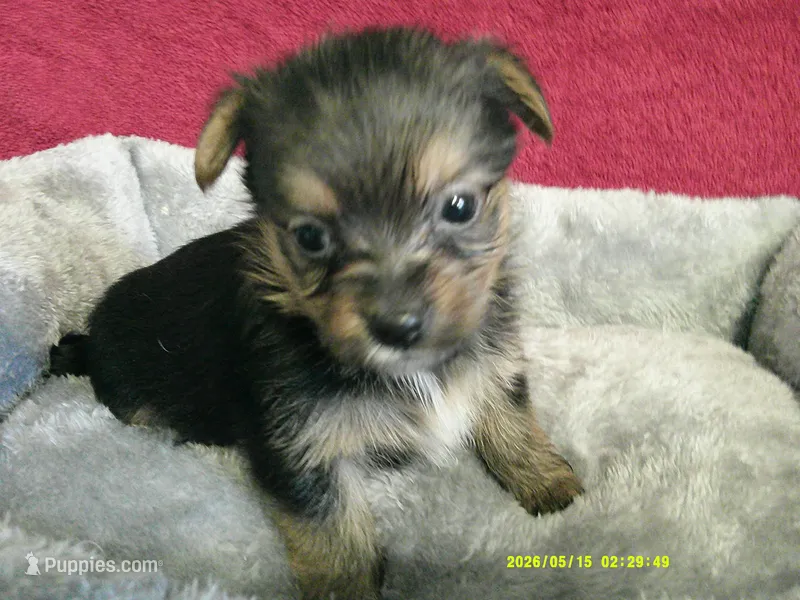 Amelia – Pomeranian, Yorkshire Terrier puppy for sale in Anderson, SC