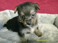 Amelia, a female Pomeranian and Yorkshire Terrier for sale in Anderson, SC – 6 of 10