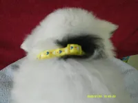 D-Yellow, a female American Eskimo for sale in Anderson, SC – 4 of 5