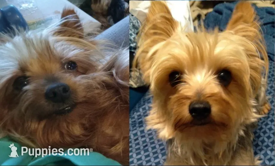 Charlie-Apollo, a male Yorkshire Terrier for sale in Anderson, SC – Photo 8 of 8