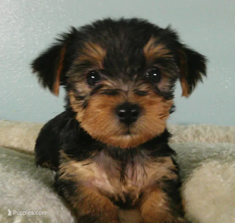 Scarlett – Yorkshire Terrier puppy for sale in Anderson, SC