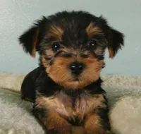 Scarlett, a female Yorkshire Terrier for sale in Anderson, SC – 1 of 2
