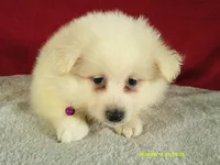 Purple - L, a female American Eskimo for sale in Anderson, SC – 5 of 5