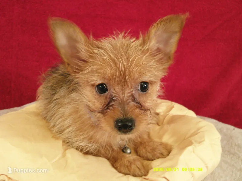 Charlotte PURPLE – Pomeranian, Yorkshire Terrier puppy for sale in Anderson, SC