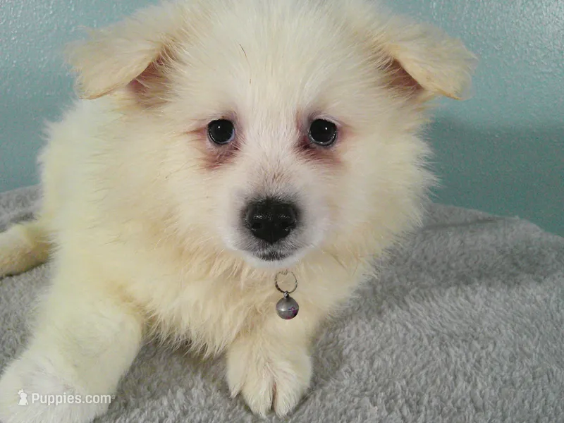 Purple - L – American Eskimo puppy for sale in Anderson, SC