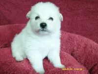 Robert, a male Pomeranian for sale in Anderson, SC – 4 of 5