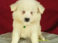 Blue- L, a male American Eskimo for sale in Anderson, SC – 4 of 5