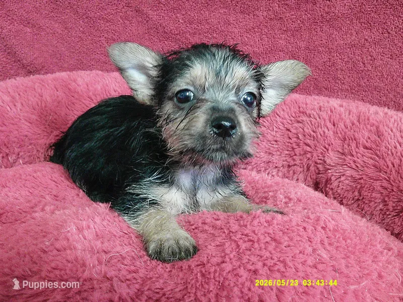 Olivia – Pomeranian, Yorkshire Terrier puppy for sale in Anderson, SC