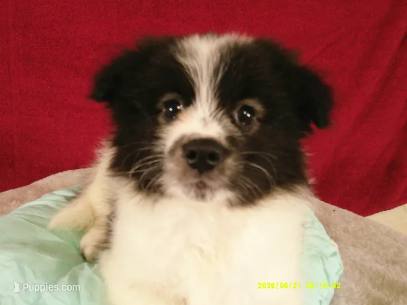 Dylan – Pomeranian puppy for sale in Anderson, SC