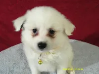 D-Yellow, a female American Eskimo for sale in Anderson, SC – 3 of 5